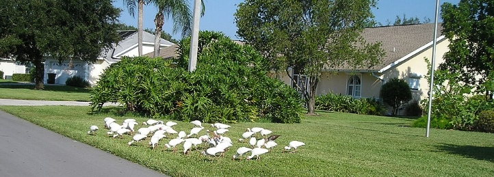 HVAC, Plumbing & Indoor Air Quality Services in Lehigh Acres, FL
